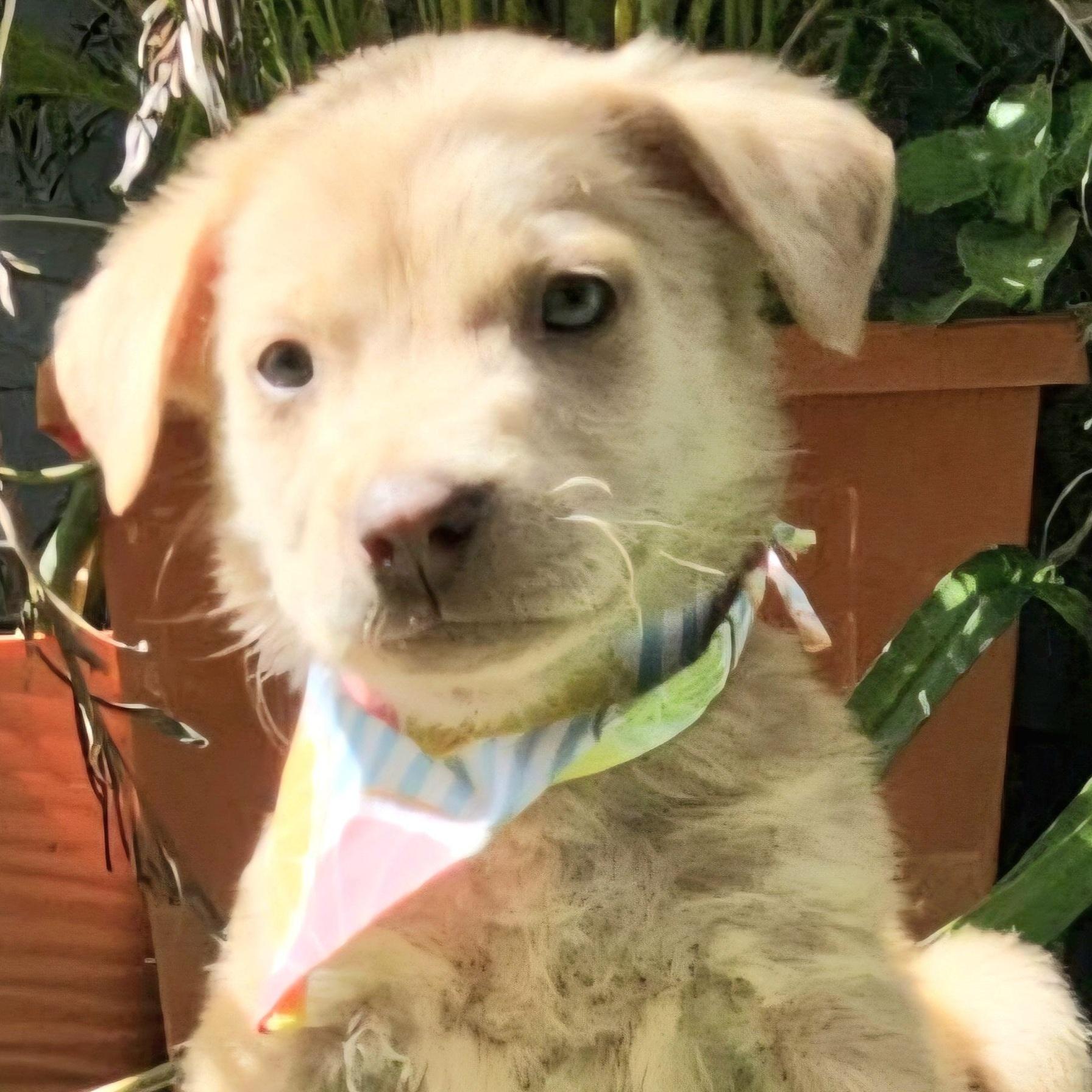 Pringle "the Cutie Cutie