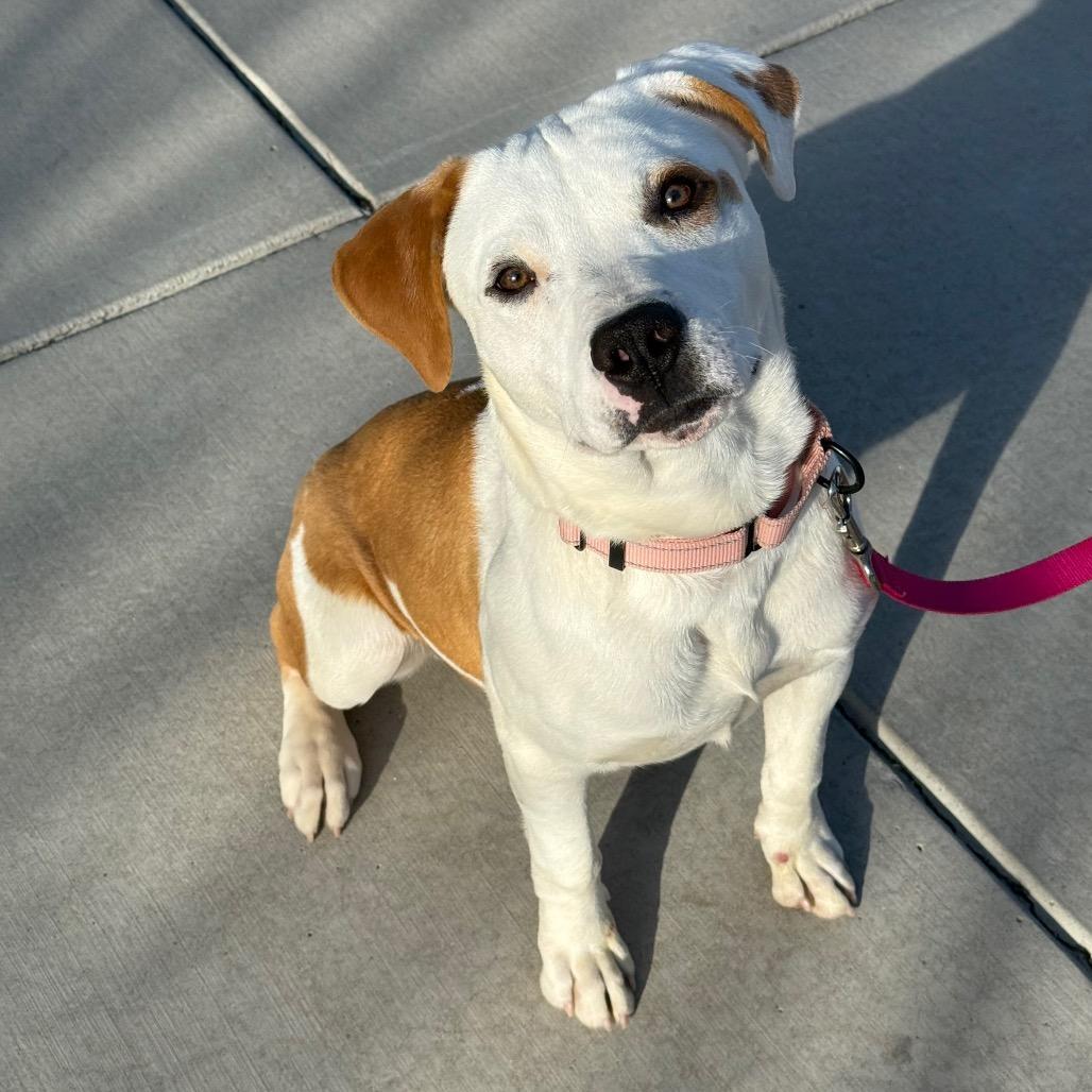 Banana Pepper photo 1