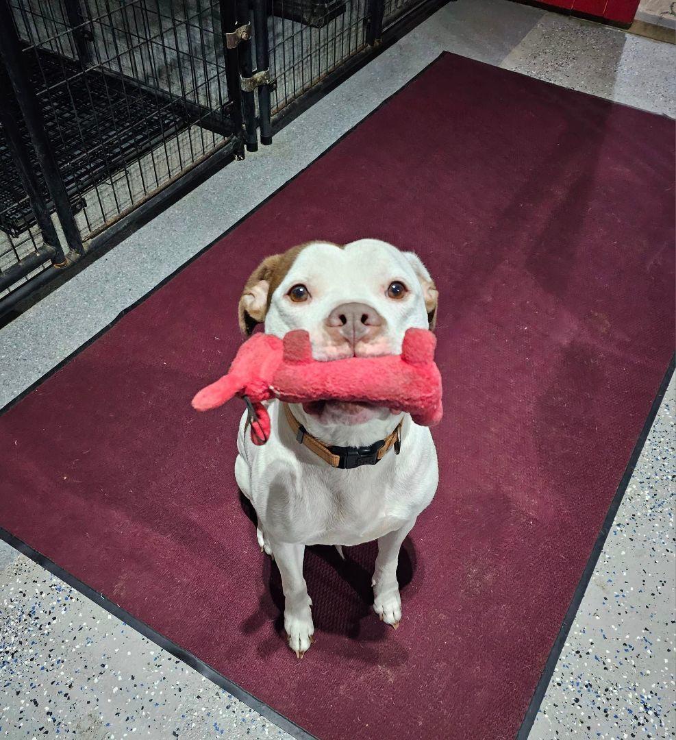 Pablo Aka Bowling Ball