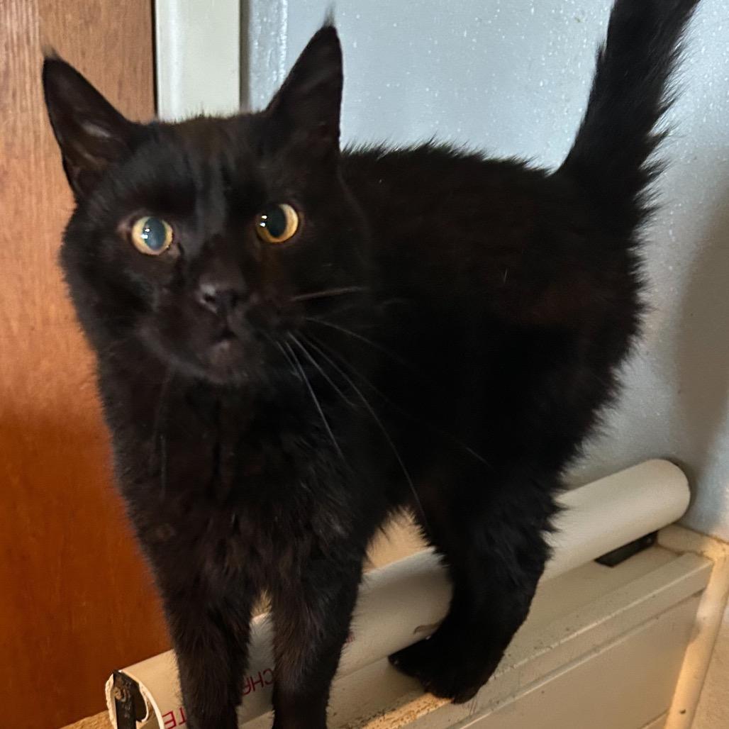 An adult small-sized male Black Domestic Short Hair cat named Galileo for adoption in Nampa, ID