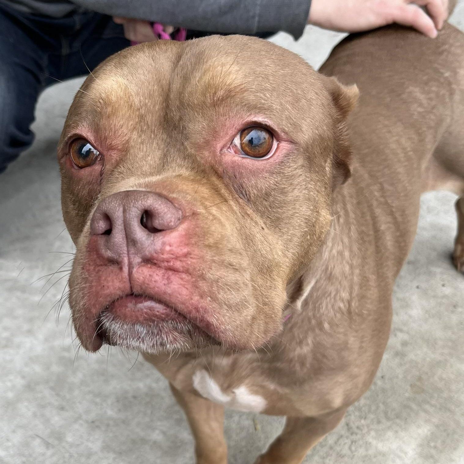 Nala Needs A Forever