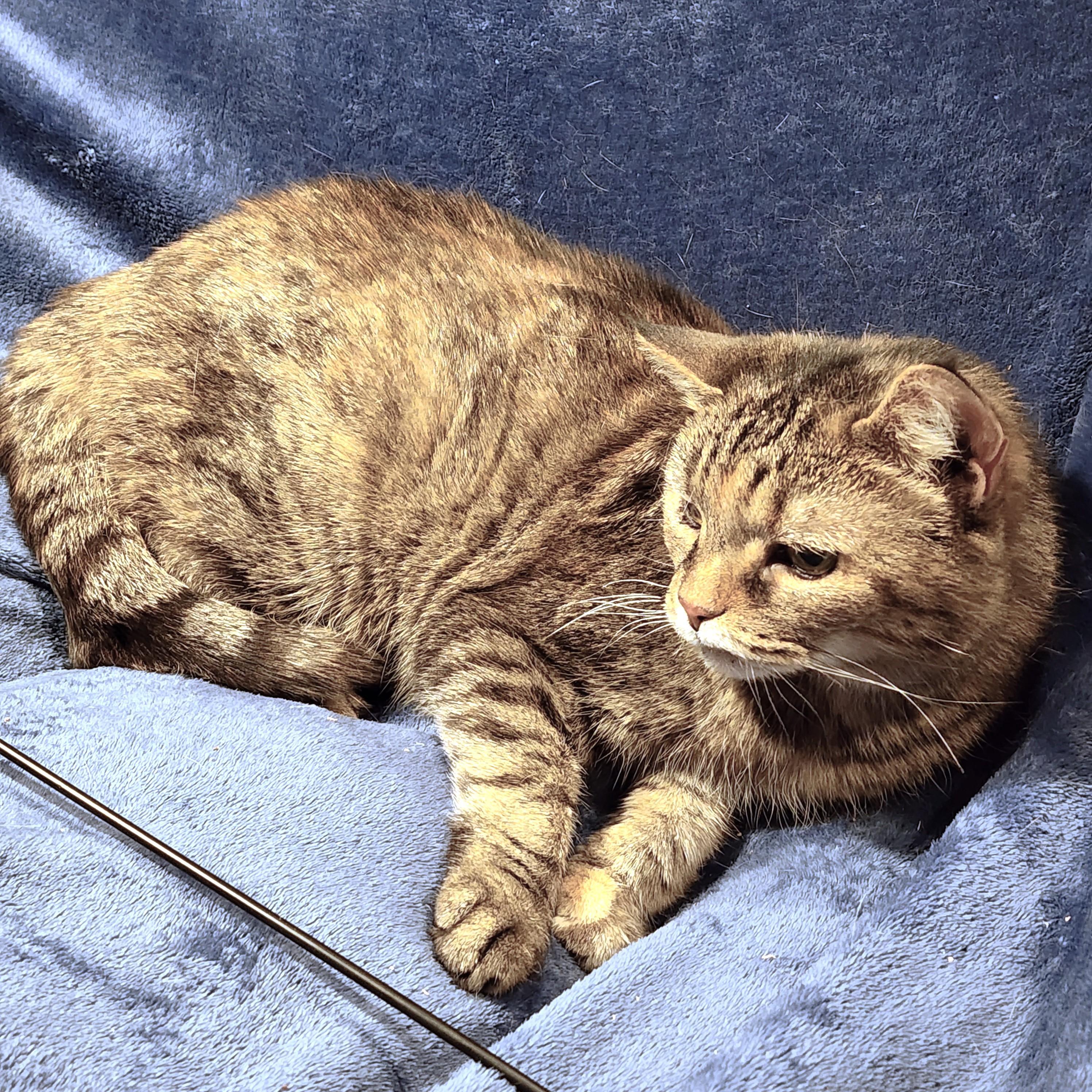 Beautiful Blanche Golden photo 1