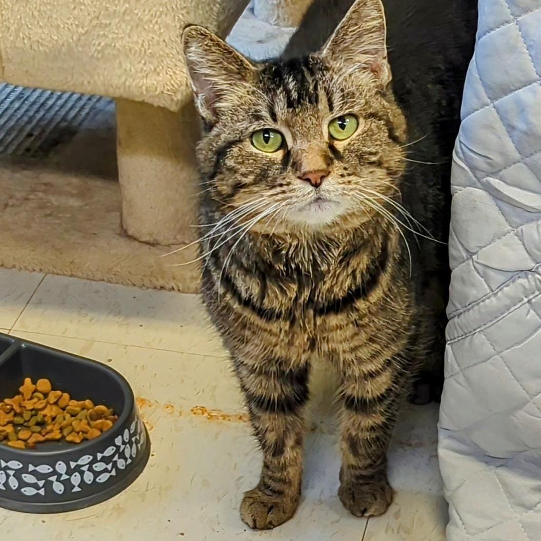 An adult medium-sized male Tabby (Brown / Chocolate) Domestic Short Hair cat named Lokma for adoption in West Jefferson, OH