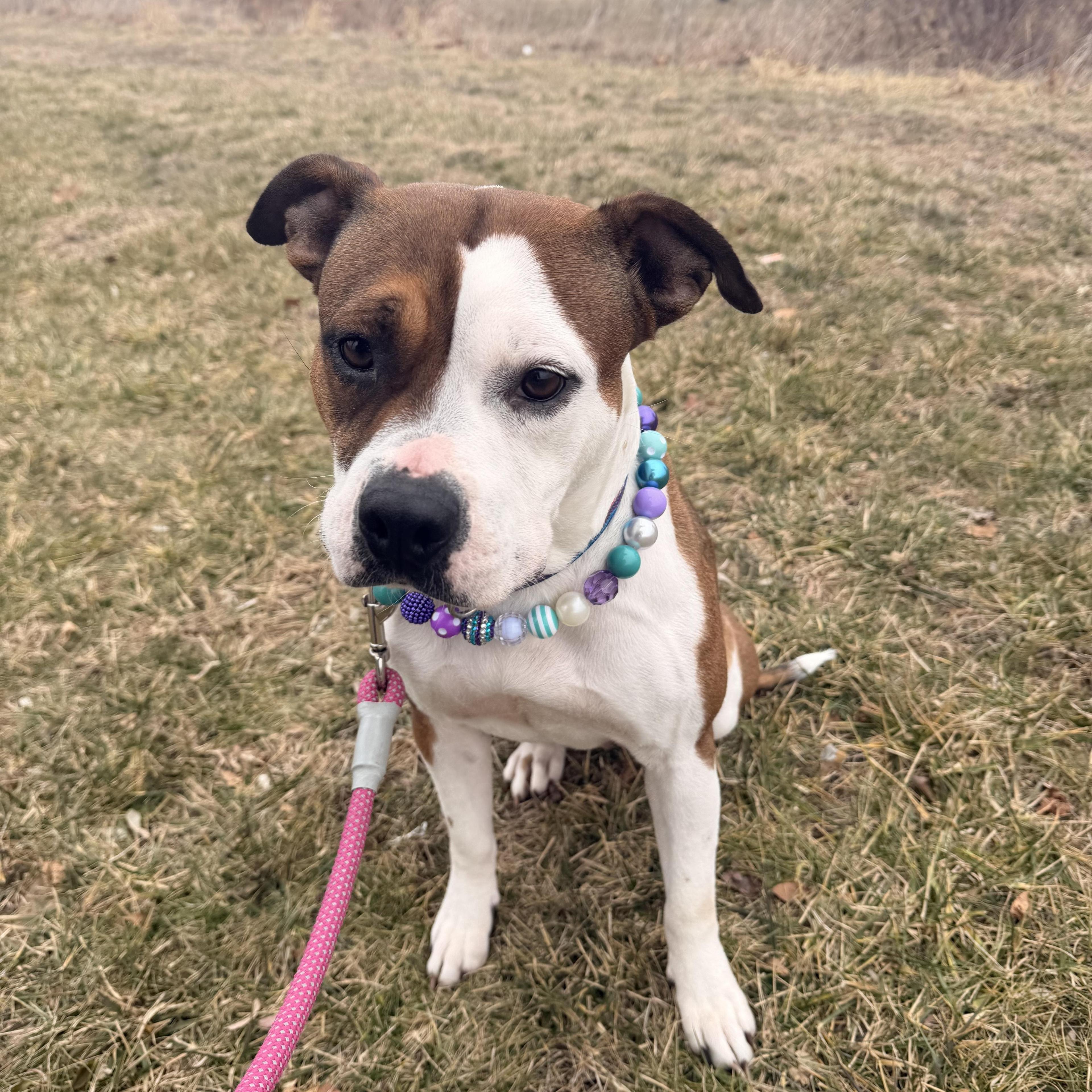 Chocolate Chip Cookie