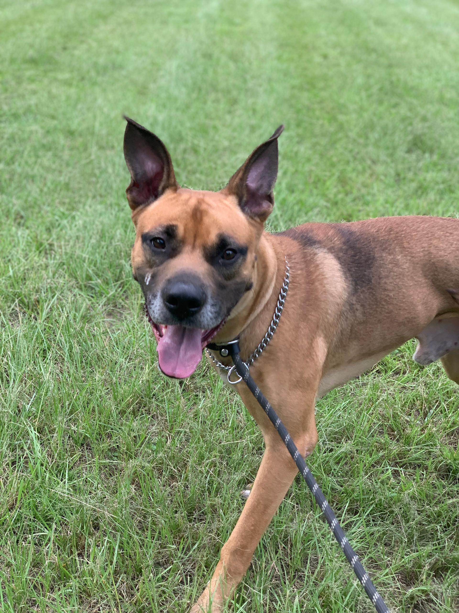 A young medium-sized male Gray / Blue / Silver Shepherd dog named Brown Dog for adoption in Conroe, TX