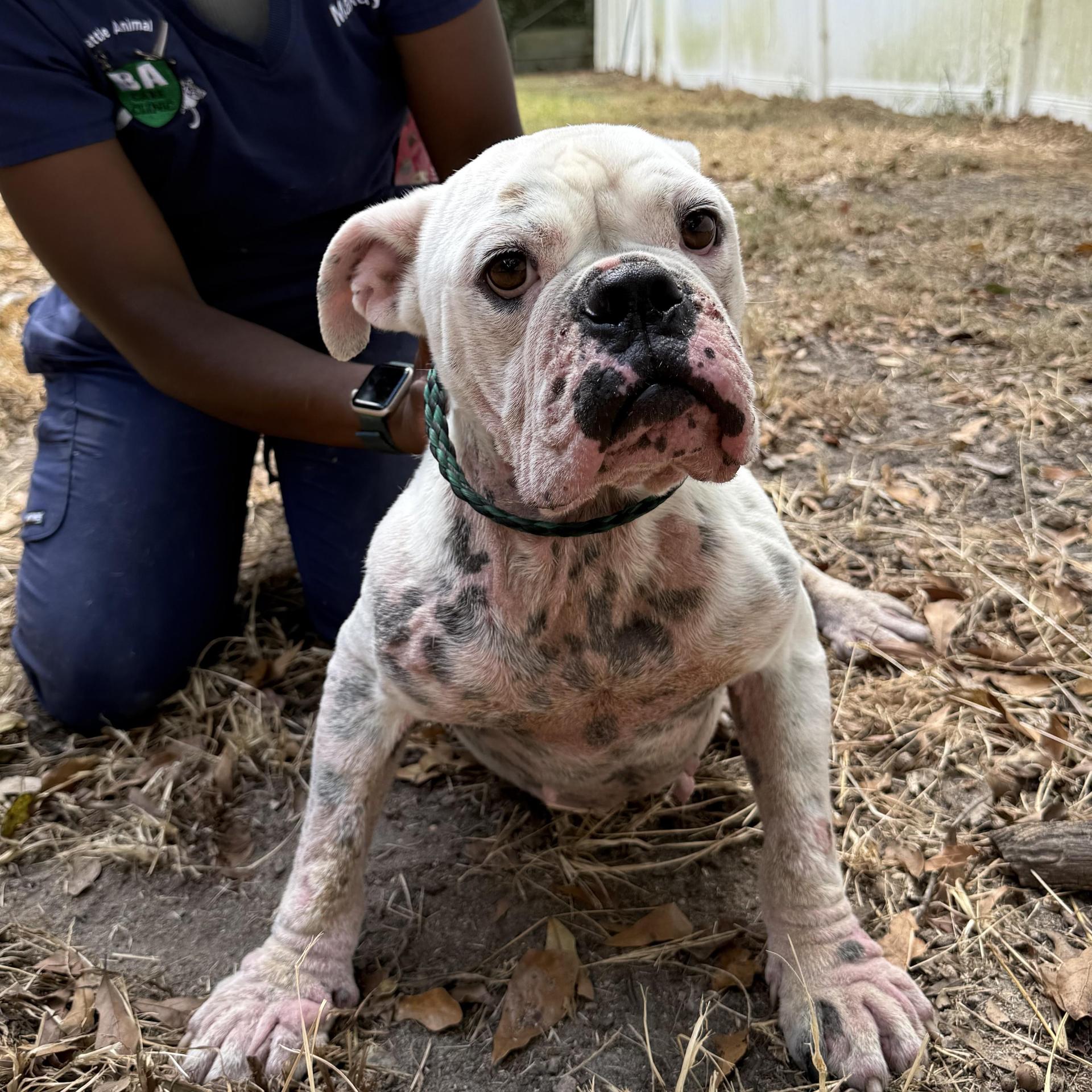 An adult medium-sized female White / Cream English Bulldog dog named Chloe for adoption in Columbia, SC