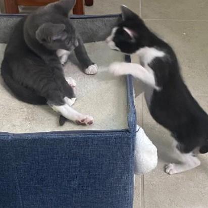 Gidget And Grey Goose photo 1