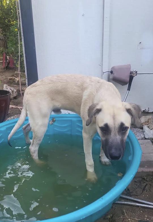 A baby medium-sized male White / Cream Chocolate Labrador Retriever dog named Coco for adoption in Pflugerville, TX