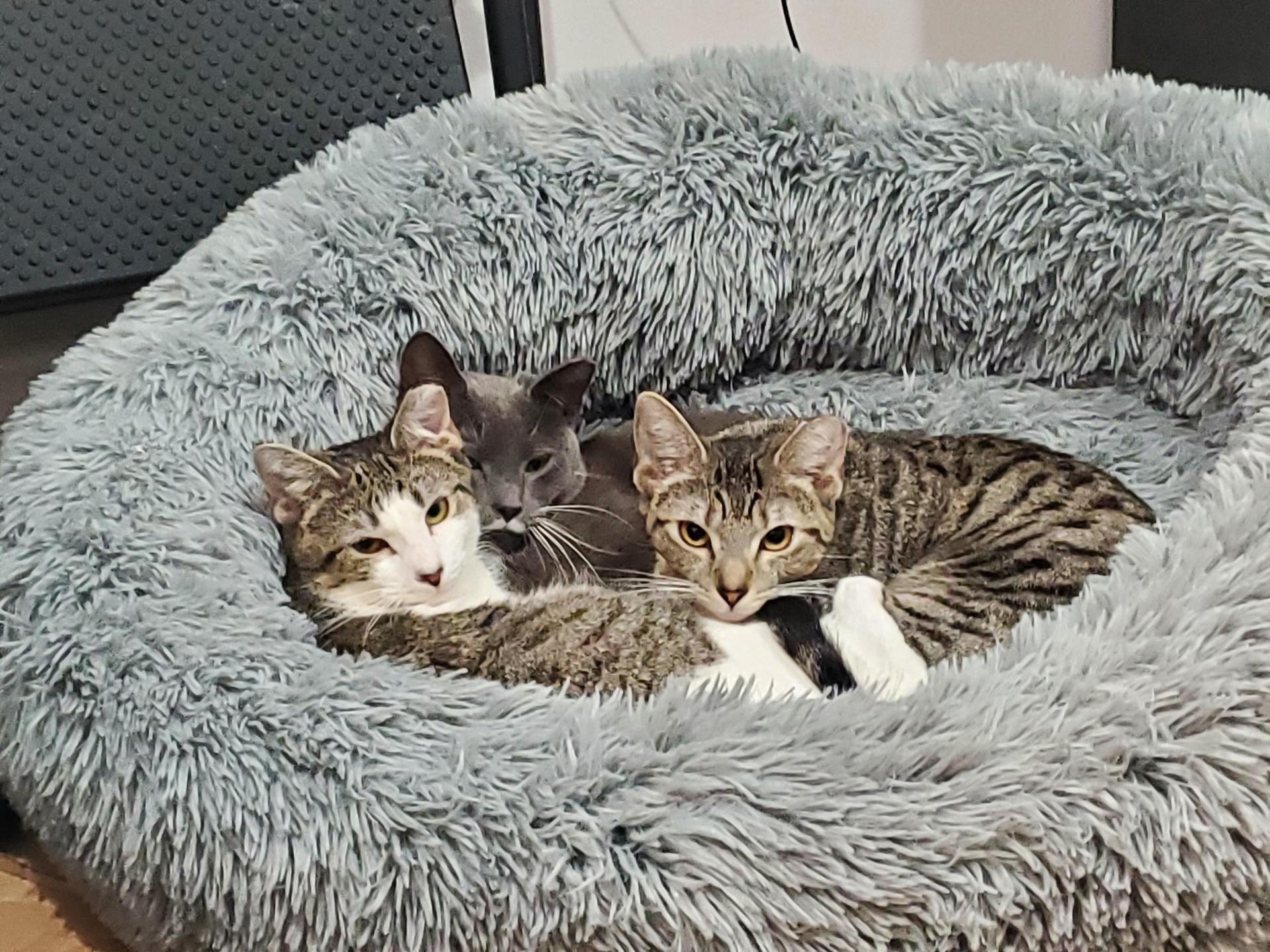 A young medium-sized female Tabby (Gray / Blue / Silver) Domestic Short Hair cat named Zinnia for adoption in Baltimore, MD