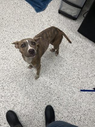 A young medium-sized female Pit Bull Terrier dog named Delmarcy for adoption in Atlanta, GA