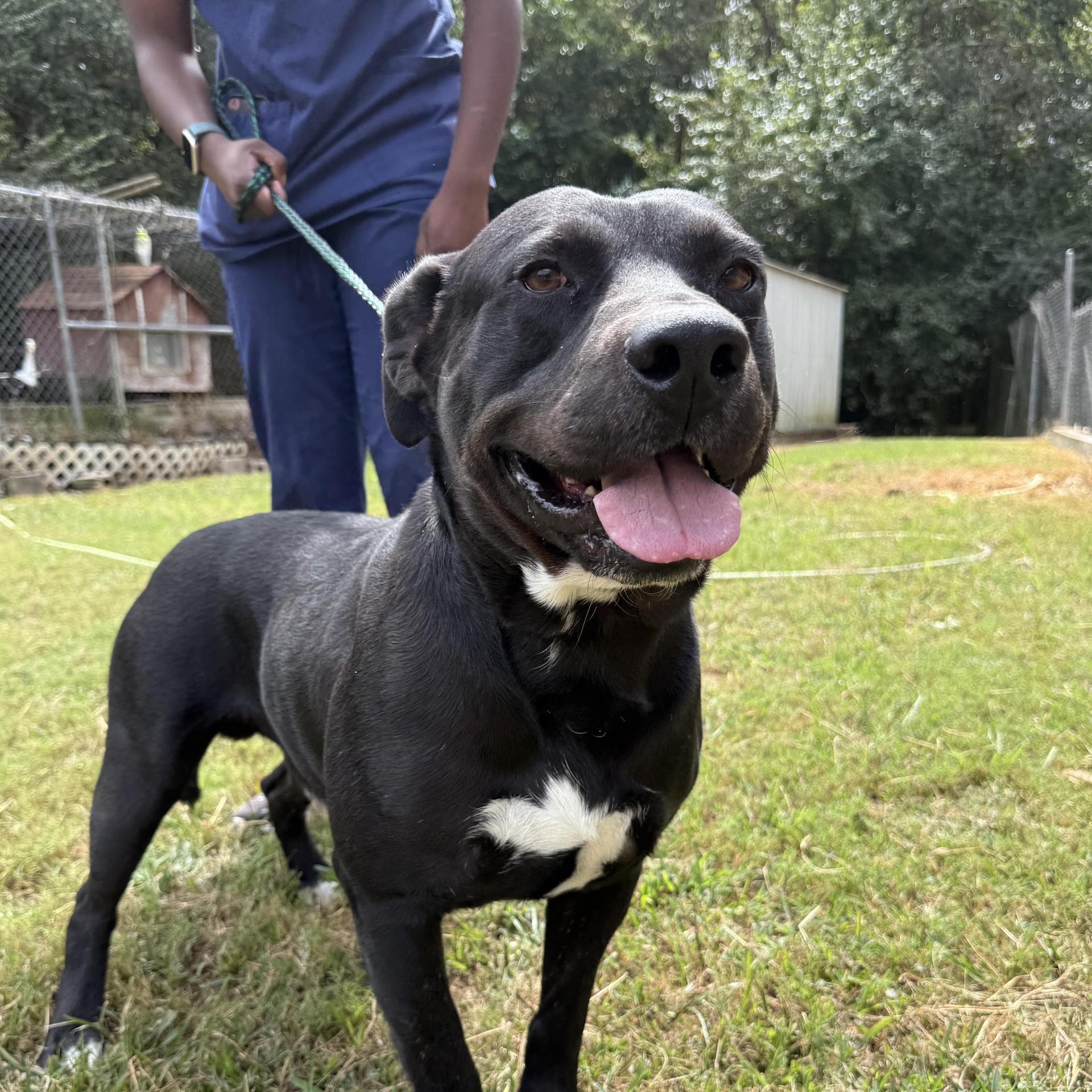 An adult medium-sized male Black Mixed Breed dog named Bobby Joe for adoption in Columbia, SC
