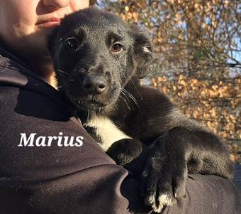 Marius