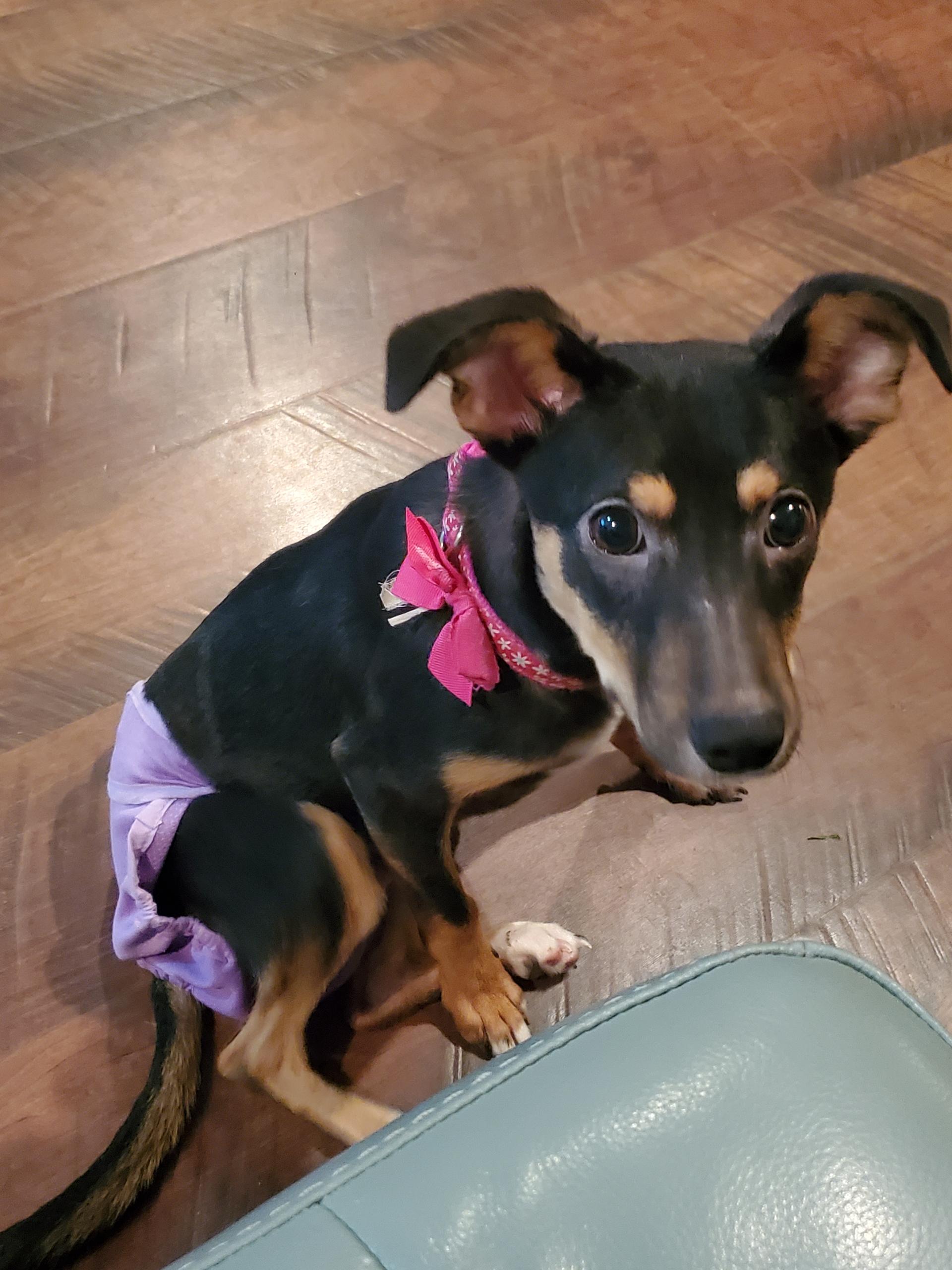 An adult medium-sized female Black Terrier dog named Nakita for adoption in Farmington, MN