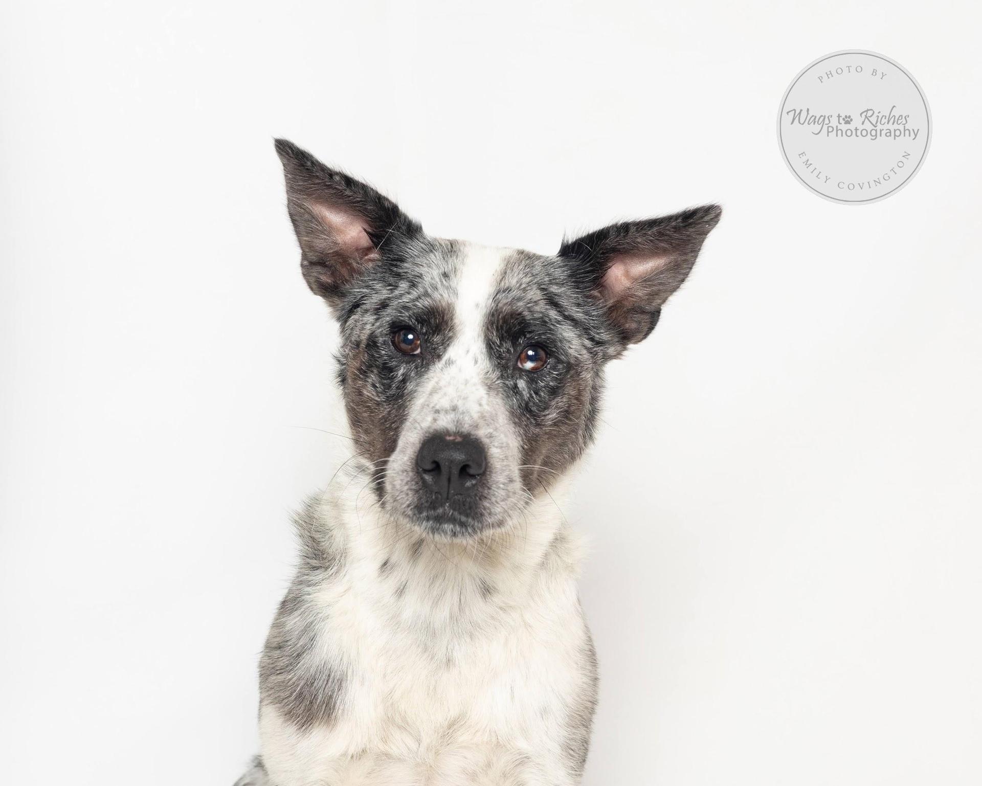 An adult medium-sized female White / Cream Australian Cattle Dog / Blue Heeler dog named Georgia for adoption in Tuscaloosa, AL