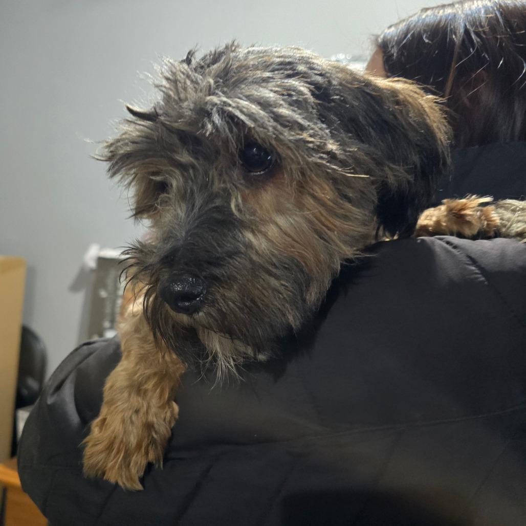 An adult small-sized male Sable Havanese dog named Rambo B for adoption in Wappingers Falls, NY