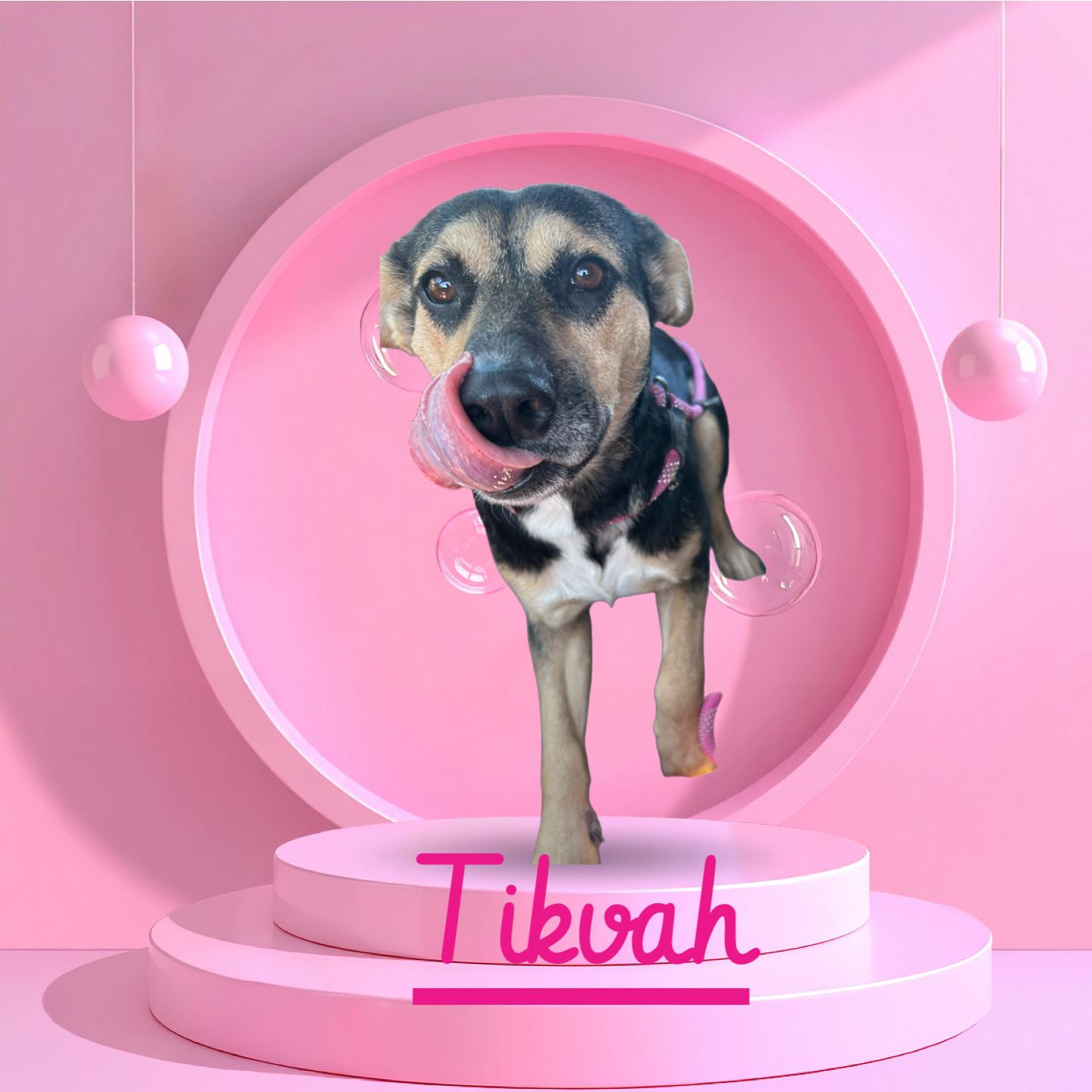 A young medium-sized female German Shepherd Dog dog named Tikvah for adoption in Hardin, MT