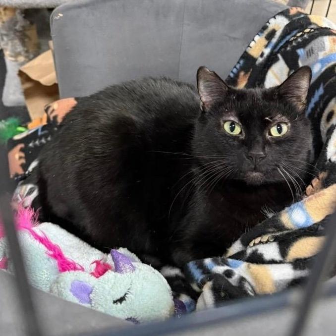 Queen Starkiss @ Pet