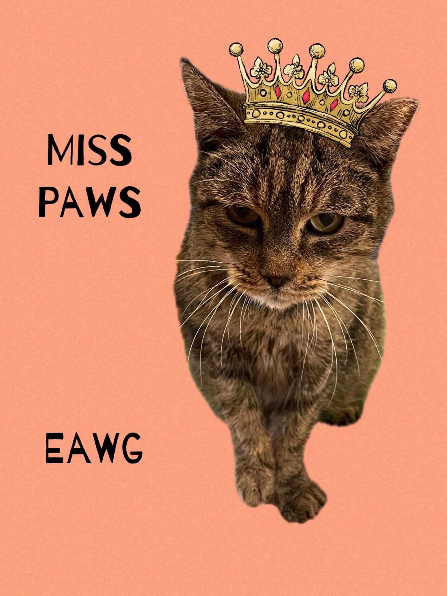 Miss Paws