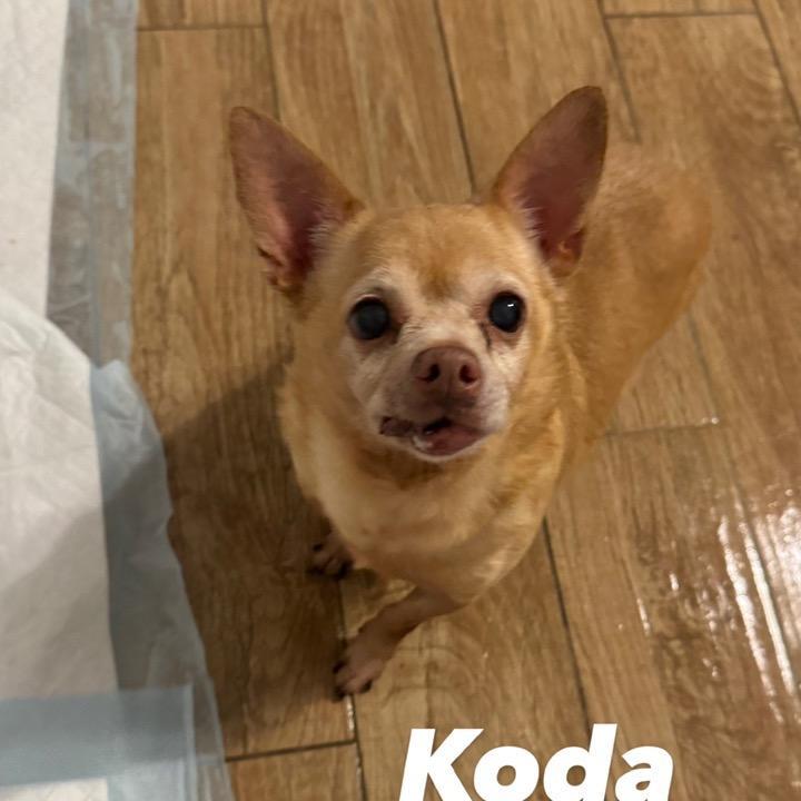 Koda