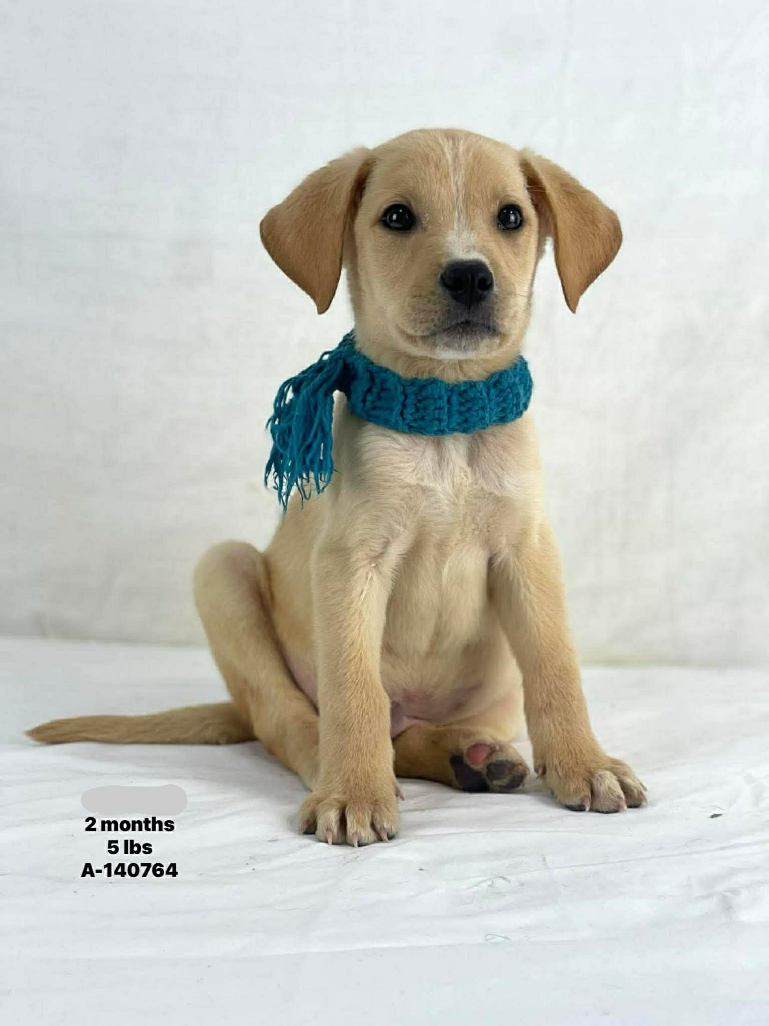 Bug The Retriever Mix