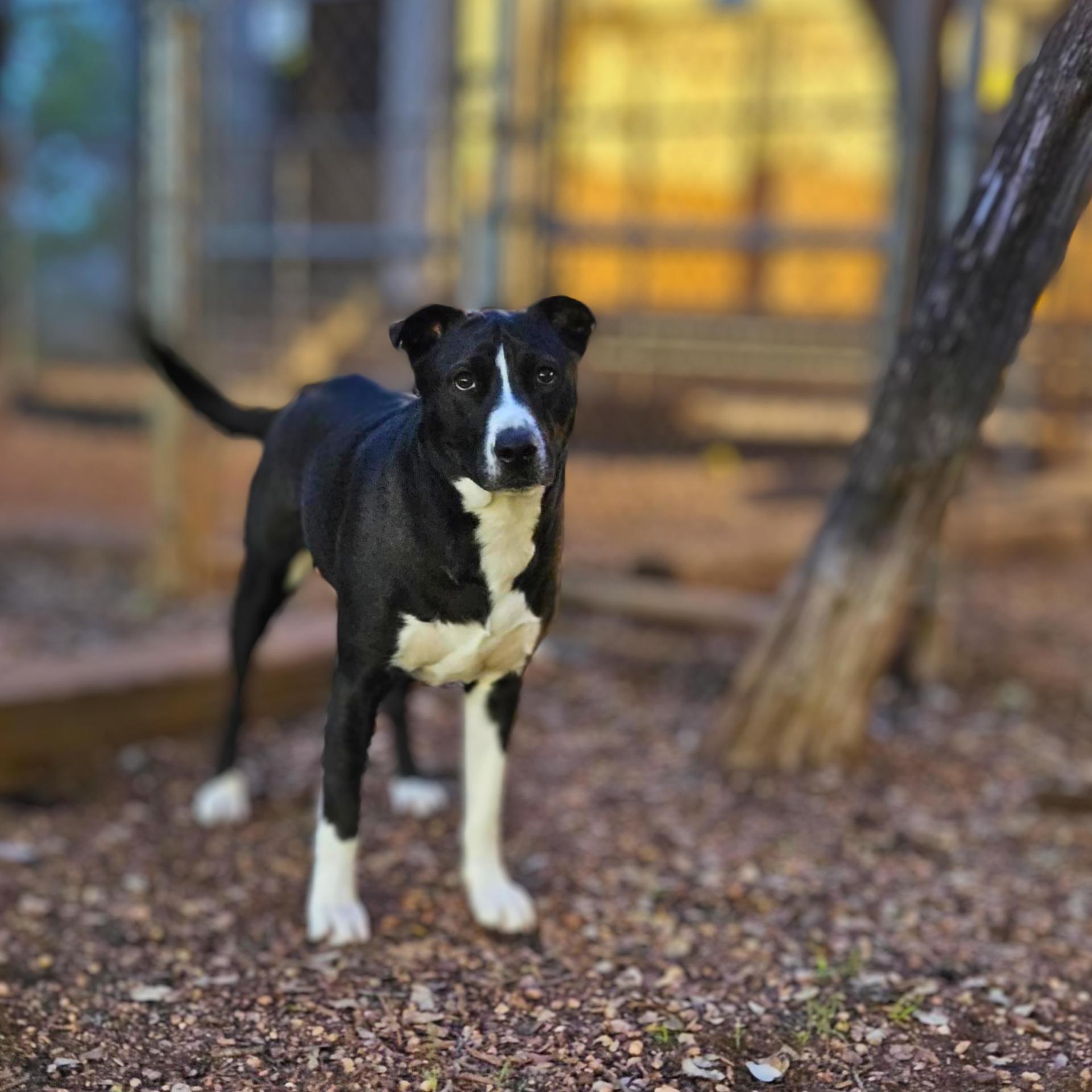 An adult medium-sized male Black Labrador Retriever dog named Comet for adoption in Mooresville, NC