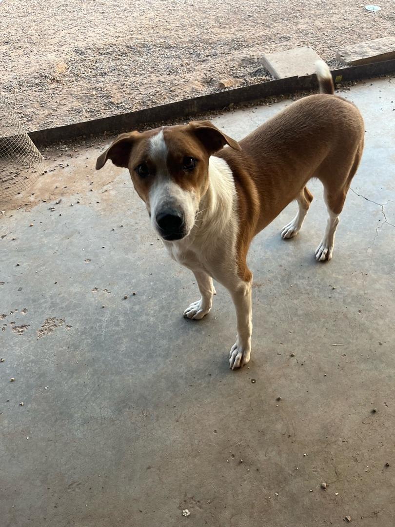 An adult medium-sized male Apricot / Beige Pit Bull Terrier dog named Kuno for adoption in Canyon, TX