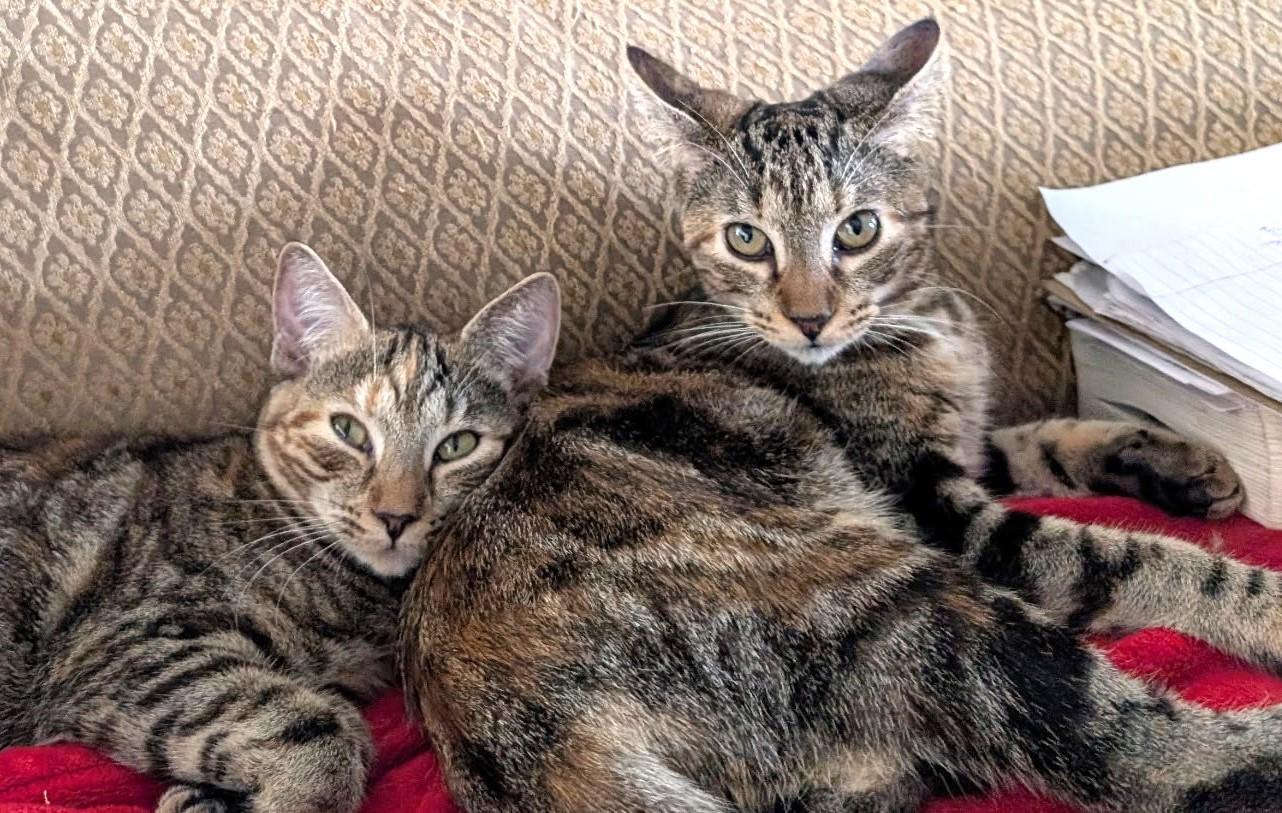 A baby small-sized female Tortoiseshell Domestic Short Hair cat named Polka Dot & Scrunchie for adoption in Boca Raton, FL