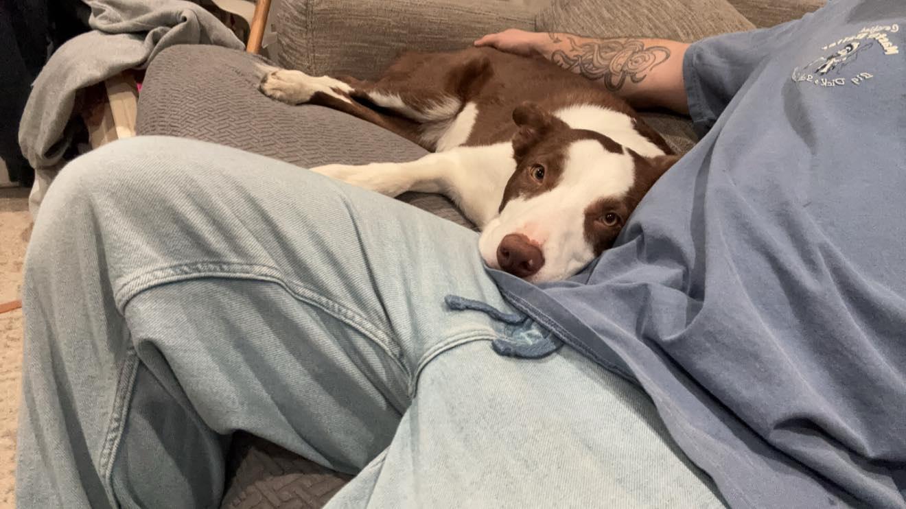 An adult medium-sized male Bull Terrier dog named Loki for adoption in Spring Lake, NJ