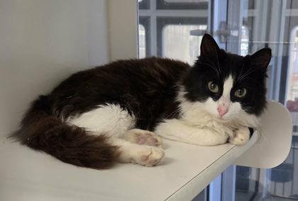 A young medium-sized male Domestic Long Hair cat named Seahorse for adoption in Atlanta, GA