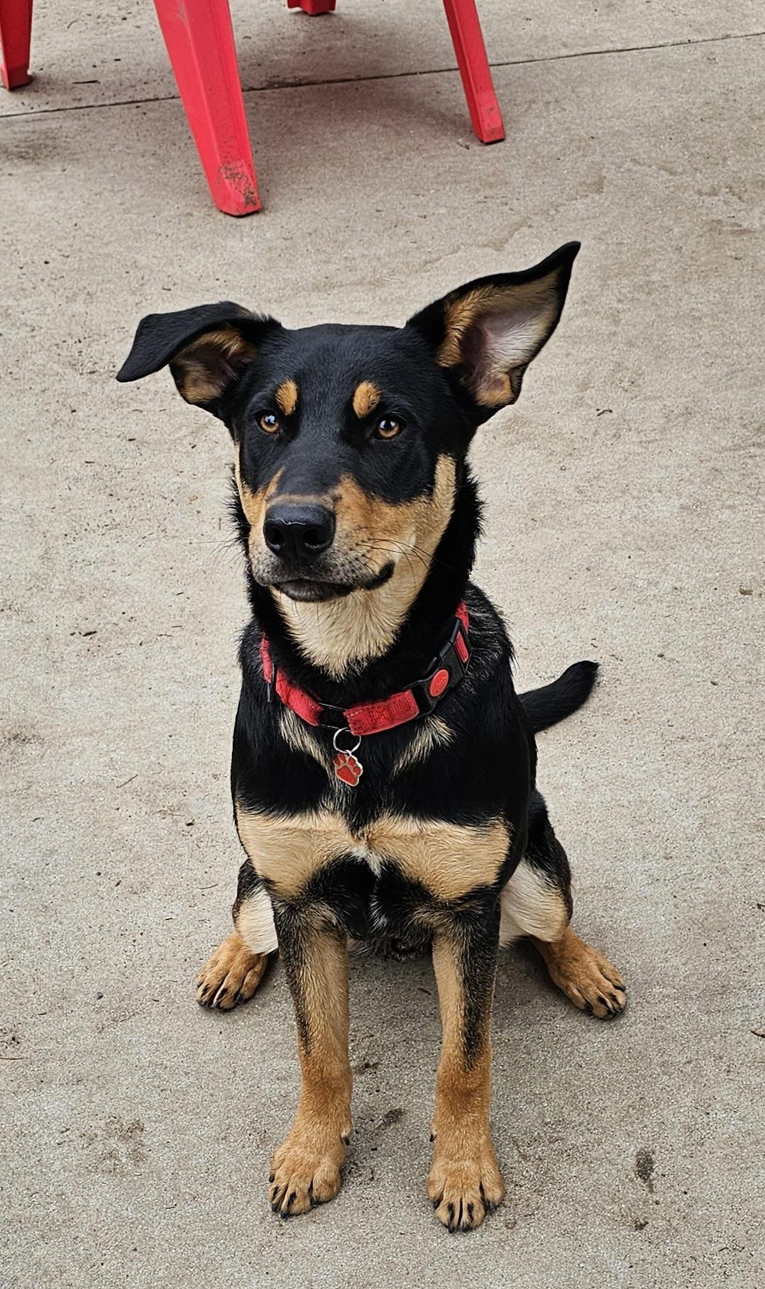 A young medium-sized male Black Australian Kelpie dog named Houdini for adoption in Burbank, CA