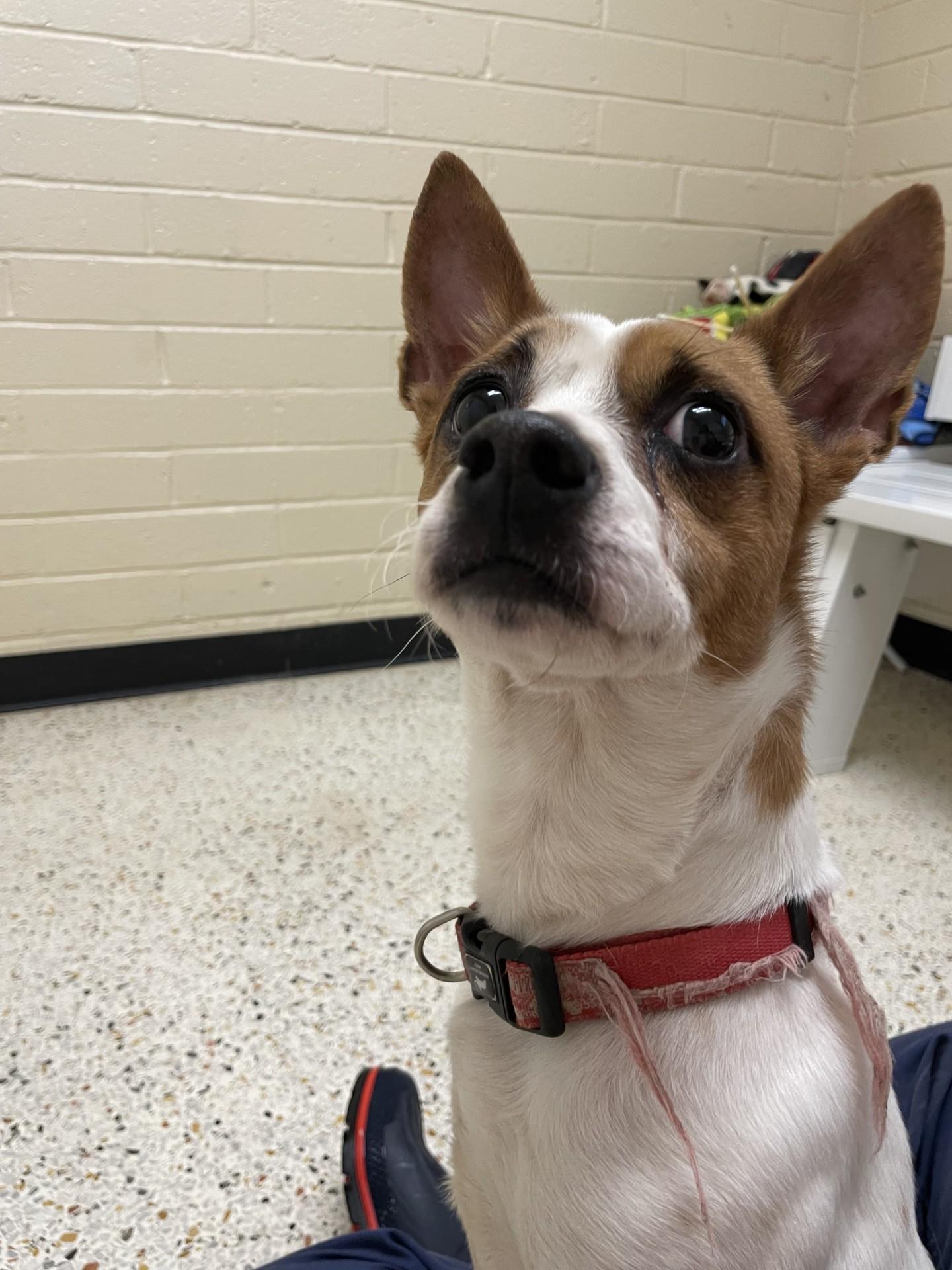 An adult small-sized male Bicolor Jack Russell Terrier dog named Benji for adoption in Rocky Mount, NC