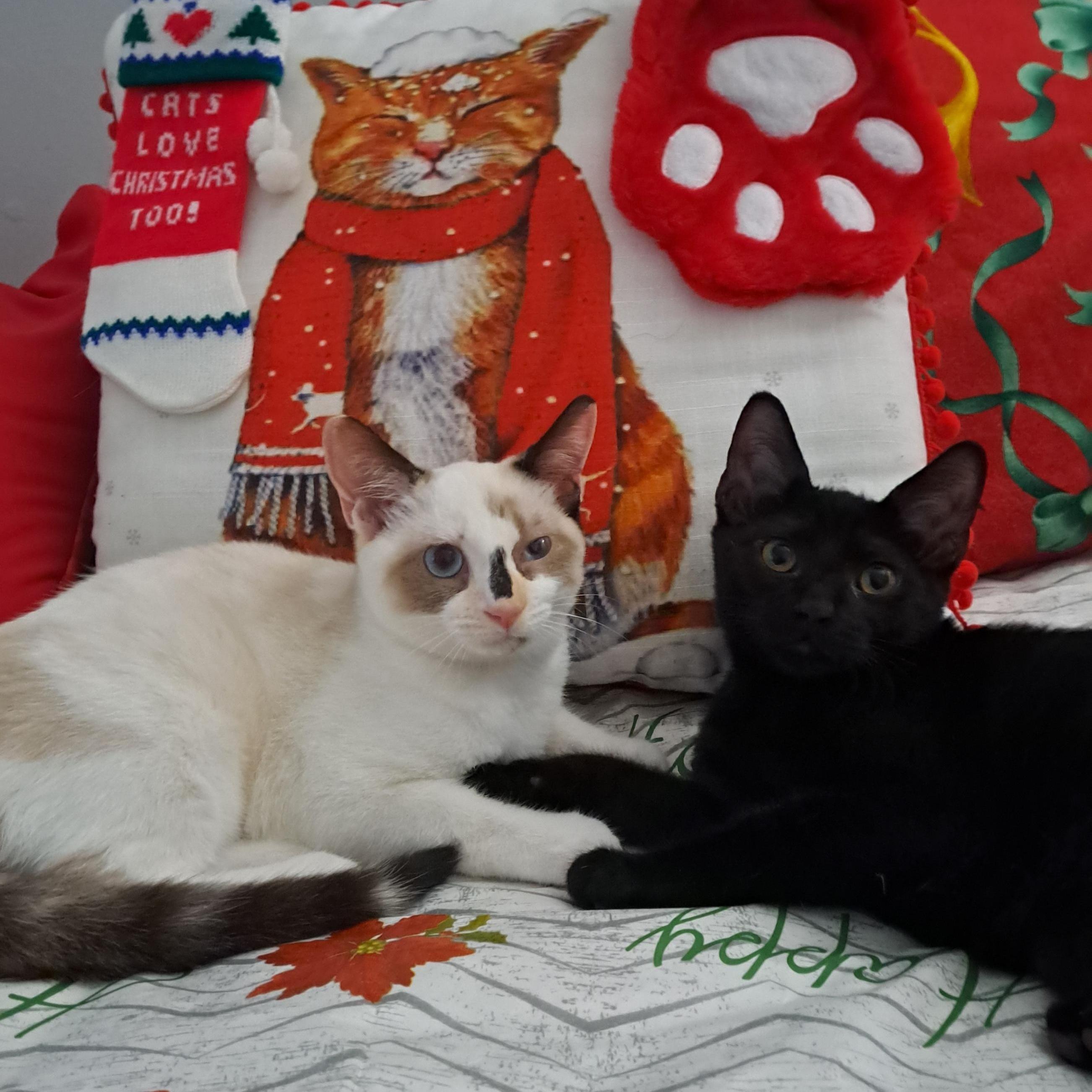 Vanilla Bean & Ophelia photo 1