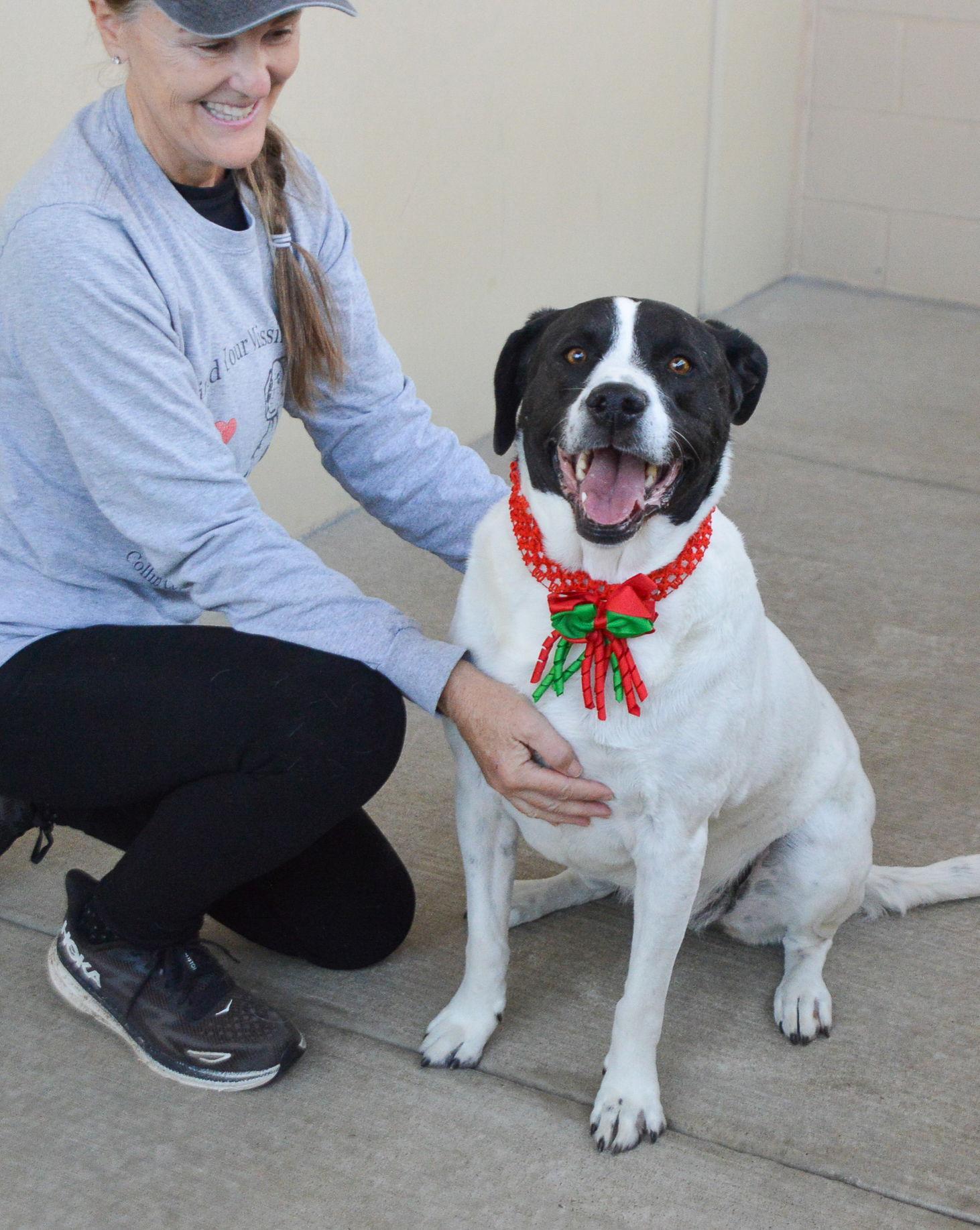 An adult large-sized female Labrador Retriever dog named Snow for adoption in McKinney, TX