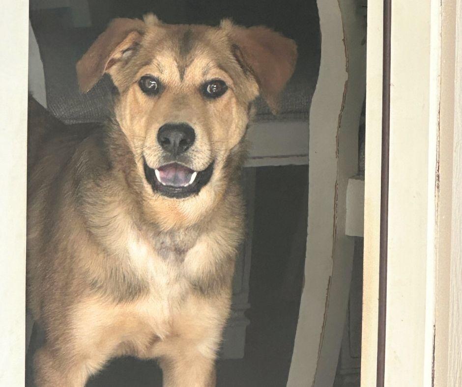 Maximus Montgomery Tx