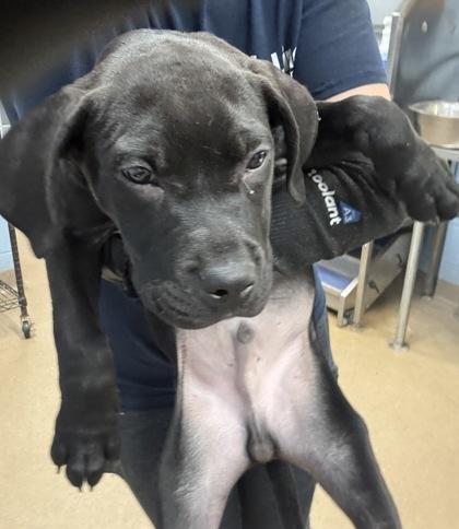 A baby medium-sized male Mixed Breed dog named Avocado for adoption in Chamblee, GA