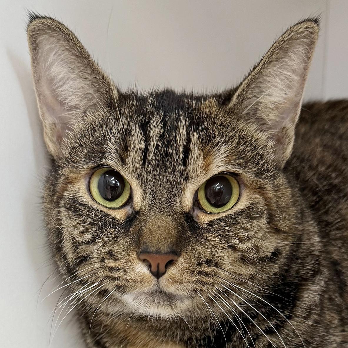 A young medium-sized female Tabby (Brown / Chocolate) Tortoiseshell cat named Jazi Fully Sponsored for adoption in Harrisburg, PA