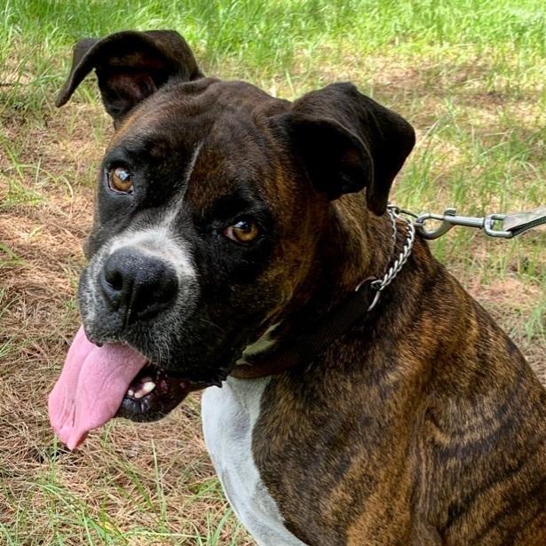 Sweet Hazelnut photo 1