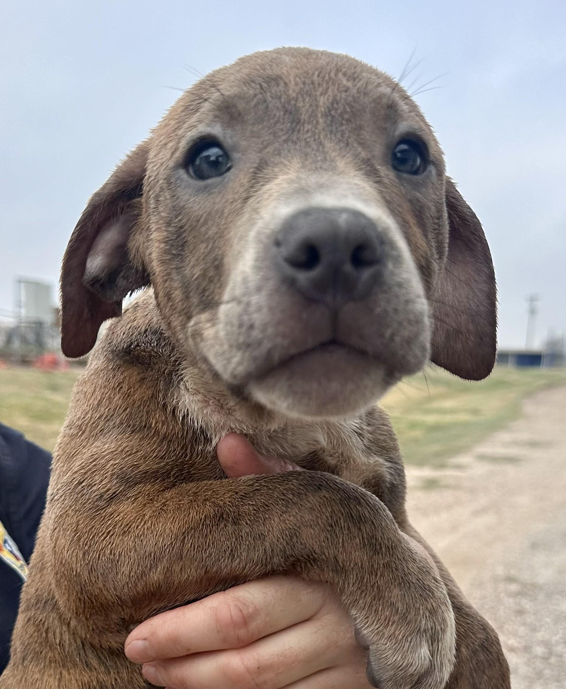 A baby medium-sized male American Staffordshire Terrier dog named Sugar On Hold for adoption in Edna, TX