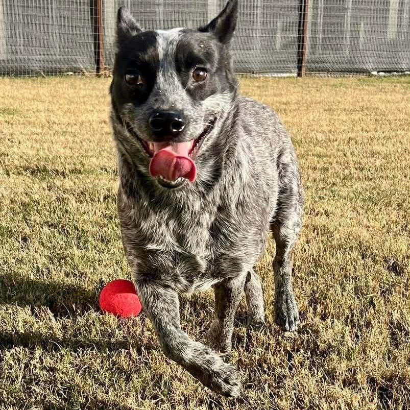 A young medium-sized male Gray / Blue / Silver Australian Cattle Dog / Blue Heeler dog named Clyde for adoption in Sadler, TX
