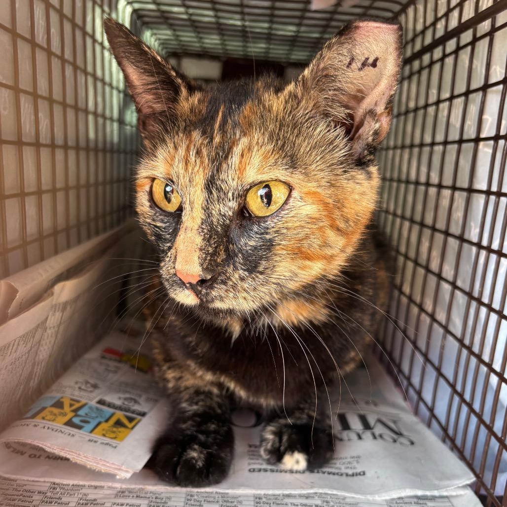 Willow Rockyfork photo 1