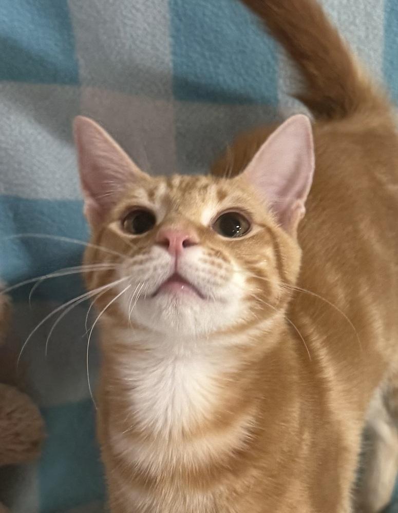 Tumbleweed Tex photo 1