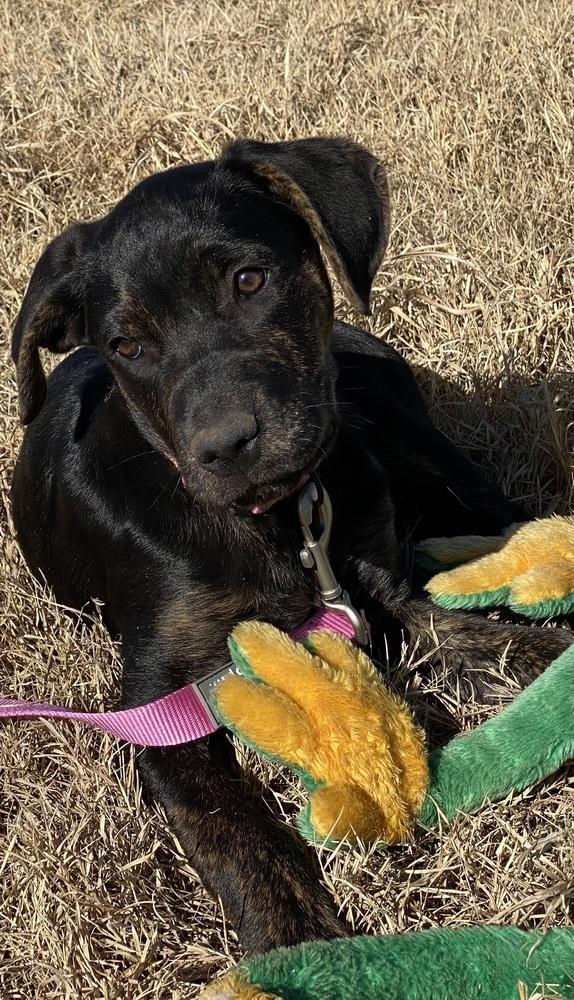 Girl Scout Cookies: Thin