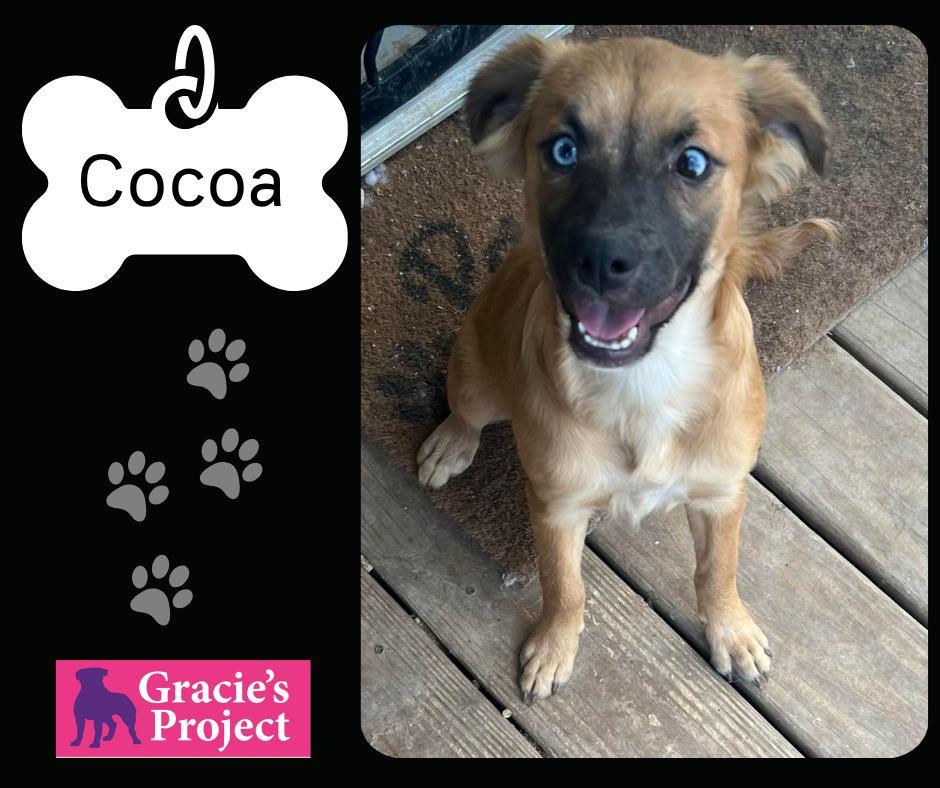 A young small-sized female Bicolor Chihuahua dog named Cocoa for adoption in Canyon, TX