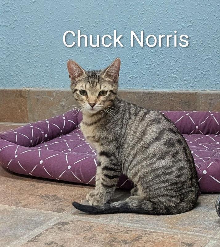 Chuck Norris