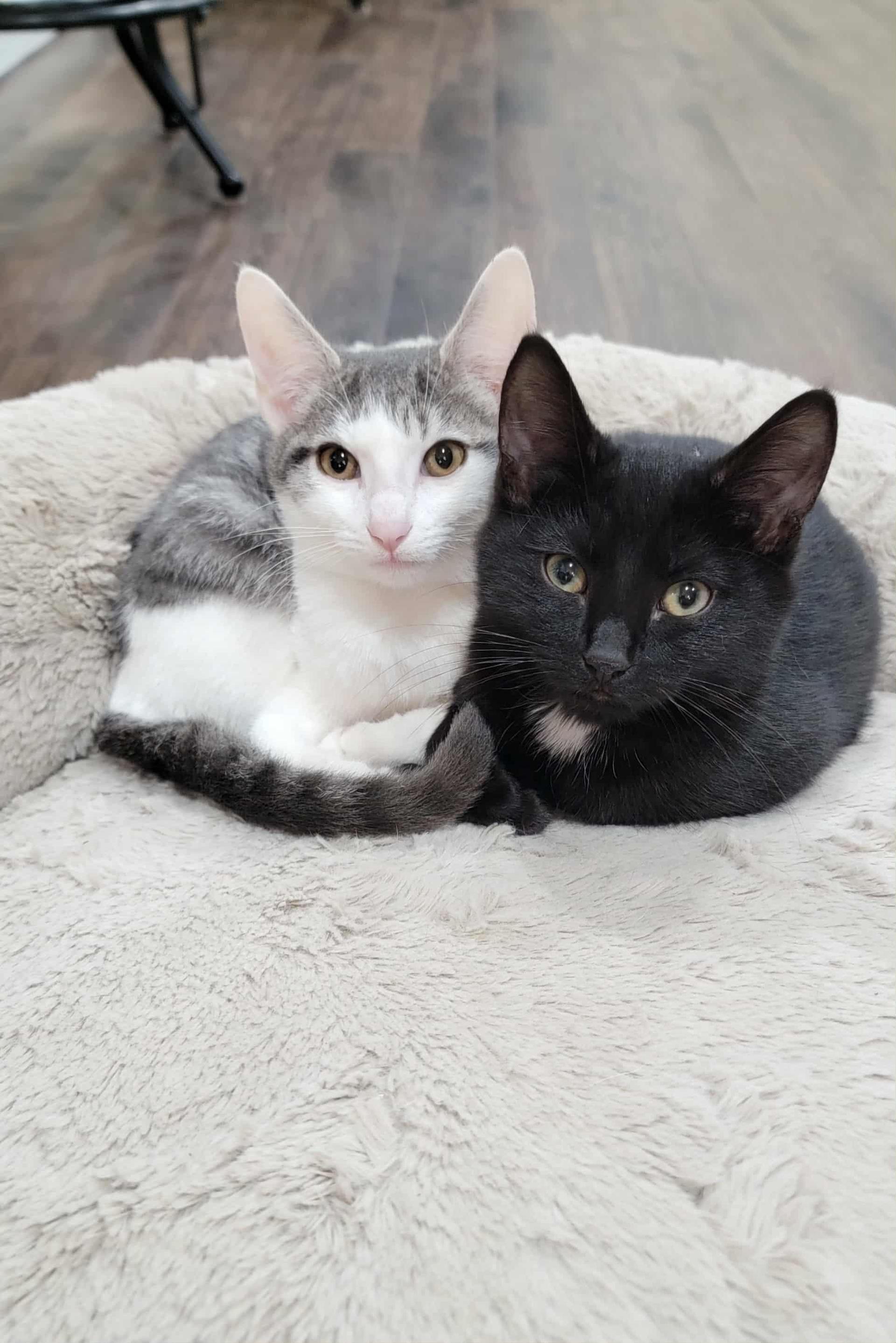 A young medium-sized male Black Domestic Short Hair cat named Simon & Baxter! for adoption in Brierfield, AL