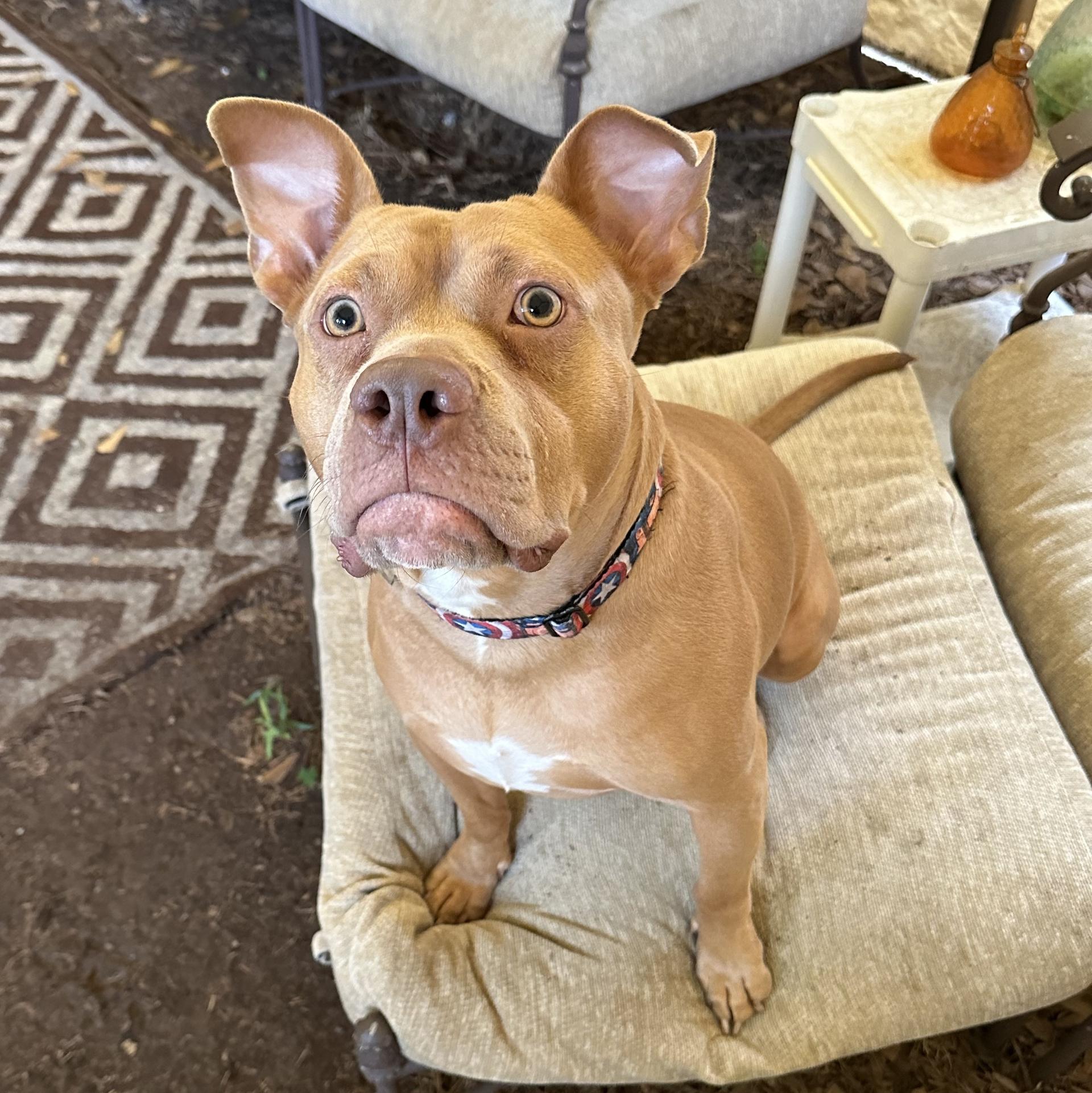 A young medium-sized male Pit Bull Terrier dog named Joey for adoption in Spring, TX