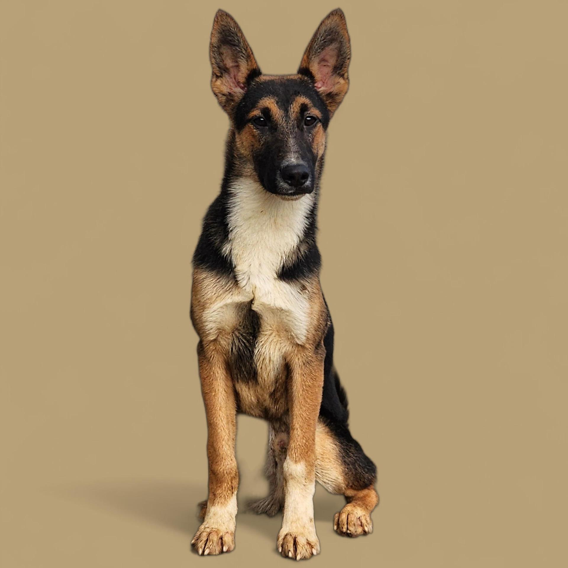 A young medium-sized male Tricolor (Brown, Black, & White) German Shepherd Dog dog named Zazu for adoption in Chuckey, TN