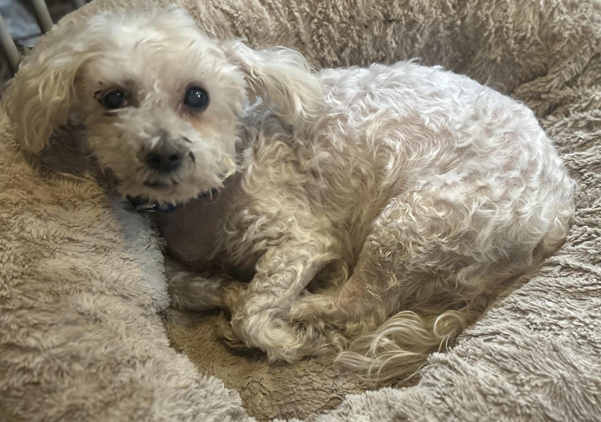 A senior small-sized male White / Cream Miniature Poodle dog named Xavier for adoption in Oak Ridge, NJ