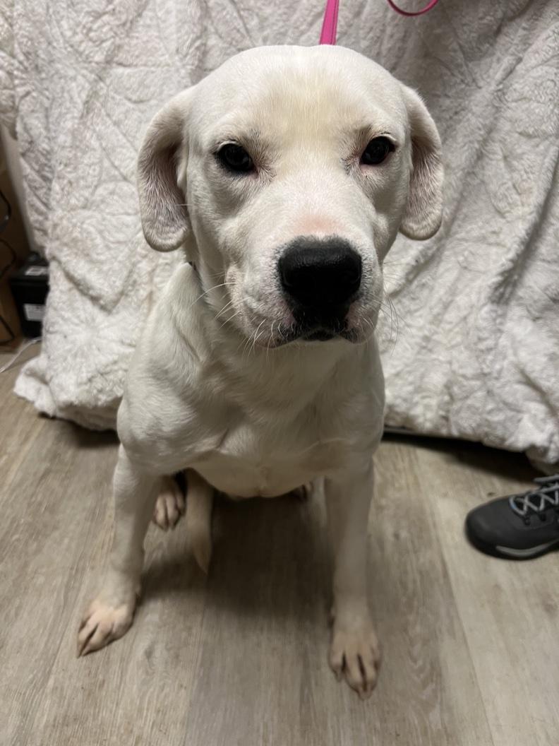 Gryffindornot Accepting Applications Yet!