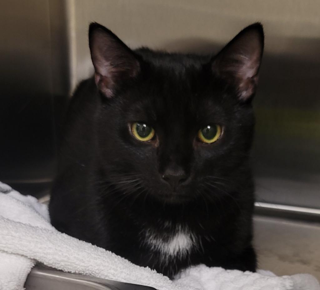A young medium-sized male Domestic Short Hair cat named Bubs for adoption in Christiansburg, VA